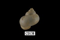 藏品(青山蝸牛)的圖片